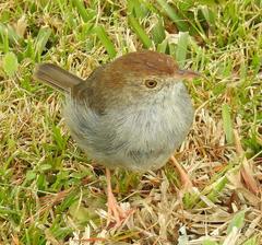 Cisticola fulvicapilla fulvicapilla
