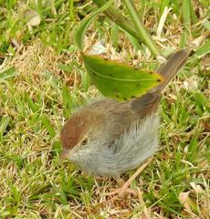 Cisticola fulvicapilla fulvicapilla
