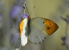 Colotis auxo