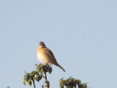 Emberiza bruniceps
