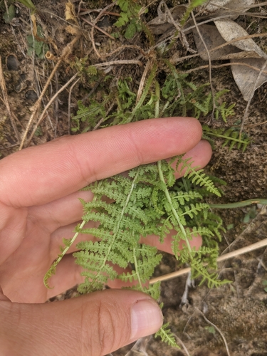 Image of Woodsia phillipsii by (c) Alina Martin, some rights reserved (CC BY)