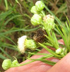Senecio chrysocoma