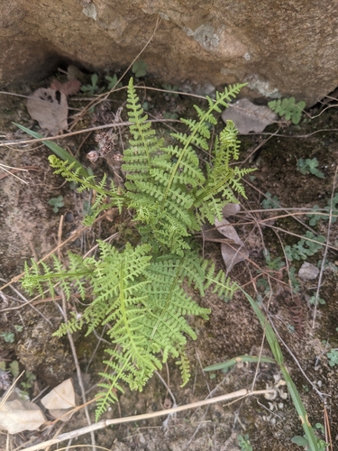 Image of Woodsia phillipsii by (c) Alina Martin, some rights reserved (CC BY)