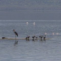 Leptoptilos crumenifer