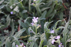Matthiola parviflora