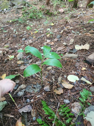 Polygonatum involucratum iNat (2)