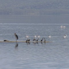 Leptoptilos crumenifer
