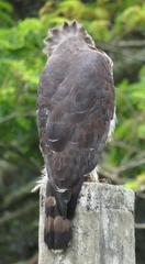 Circaetus fasciolatus