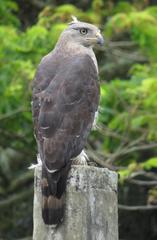 Circaetus fasciolatus