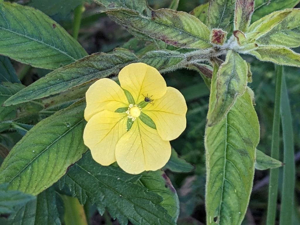 Primrosewillows from Yeppoon QLD 4703, Australia on August 18, 2023 at