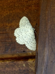 Metabraxas rubrotincta