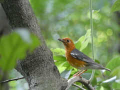 Geokichla citrina
