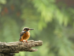 Alcedo atthis