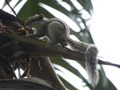 Funambulus pennantii