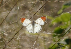 Colotis antevippe