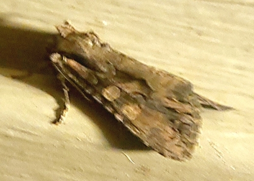Speckled Cutworm Moth photo 4