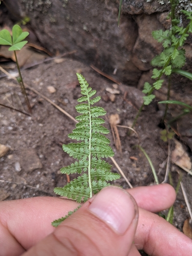 Image of Woodsia phillipsii by (c) Alina Martin, some rights reserved (CC BY)