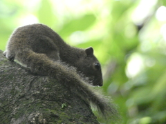 Callosciurus pygerythrus