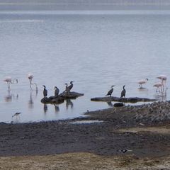 Phalacrocorax carbo