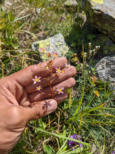 Saxifraga kolenatiana, photograph 6