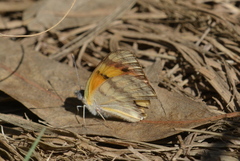 Colotis vesta