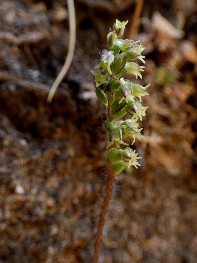 Holothrix thodei