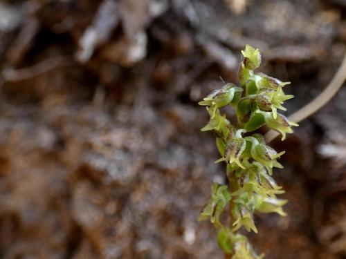 Image of Drakensberg Hair Orchid (Holothrix thodei) by (c) Ronald Flipphi, some rights reserved (CC BY-SA)