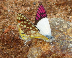 Colotis celimene