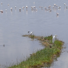 Ardea alba