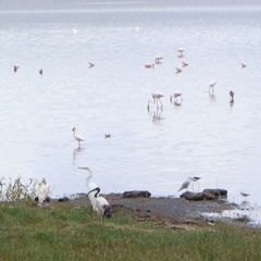Ardea alba