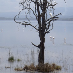 Ardea alba