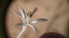 Androstephium breviflorum