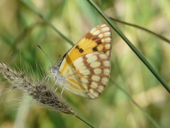 Colotis vesta