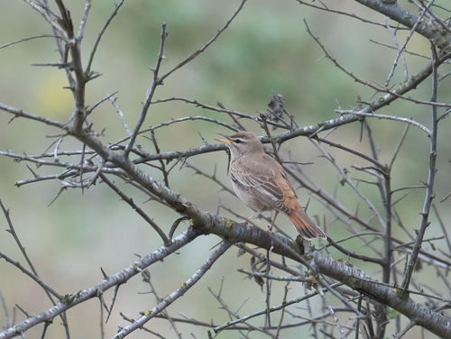 Rufous-tailed Scrub-Robin, Dagestan, RU, photo 5 of 10