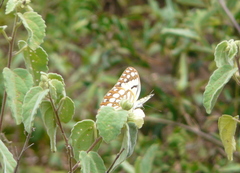 Colotis protomedia