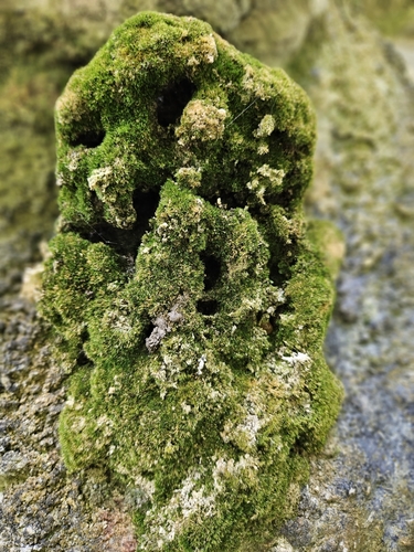 Image of Eucladium verticillatum by (c) Helen Waterman, some rights reserved (CC BY)