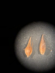 Rhynchospora gracilenta
