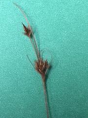 Rhynchospora gracilenta