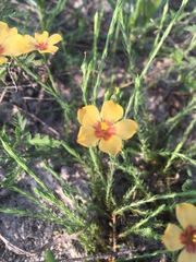 Linum rigidum