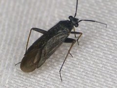 Orthocephalus saltator