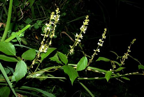 Neonotonia wightii
