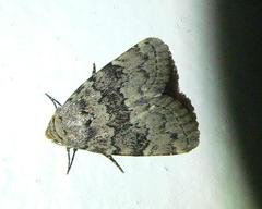 Blenina squamifera