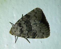 Blenina squamifera