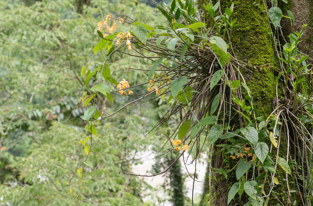 Dendrobium moschatum