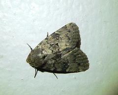 Blenina squamifera