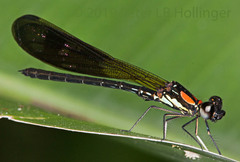 Heliocypha