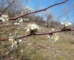 Prunus gracilis