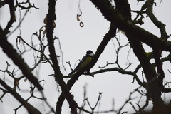 Parus major