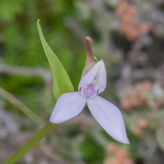 Brownleea macroceras