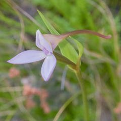 Brownleea macroceras